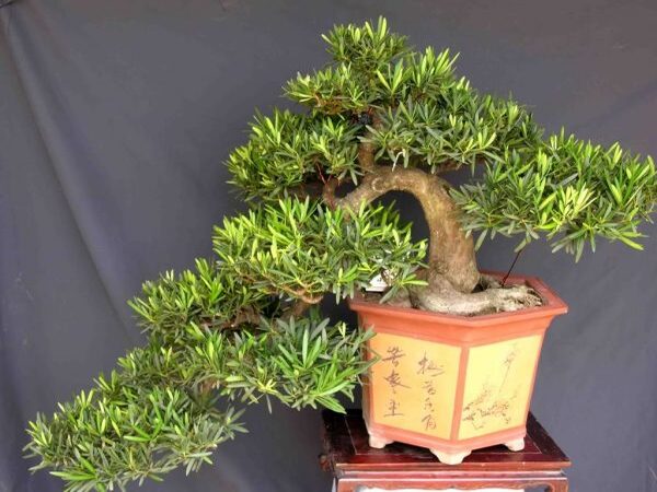 Cây Vạn Niên Tùng Cây Vạn Niên Tùng