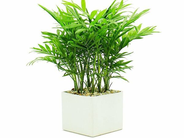 Cây Cau Tiểu Trâm Cây Cau Tiểu Trâm