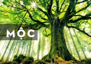 Đặc điểm phong thủy của mệnh Mộc Đặc điểm phong thủy của mệnh Mộc