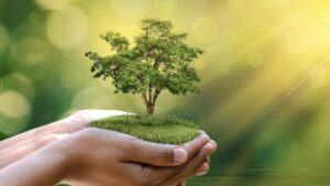 Giới thiệu về mệnh mộc trong ngũ hành phong thủy Giới thiệu về mệnh mộc trong ngũ hành phong thủy