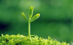 Ứng dụng thực tế về sự hợp nhau giữa mệnh Mộc và mệnh Thủy Ứng dụng thực tế về sự hợp nhau giữa mệnh Mộc và mệnh Thủy