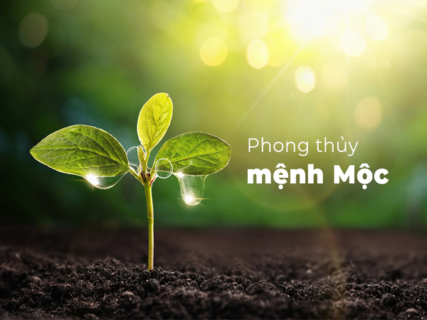 Tổng quan về mệnh Mộc trong ngũ hành Tổng quan về mệnh Mộc trong ngũ hành