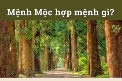Mệnh mộc hợp với mệnh gì - Khám phá tương sinh tương khắc trong ngũ hành