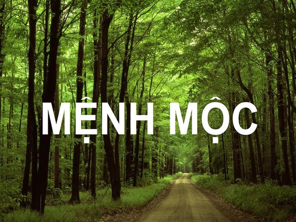 Tổng quan về mệnh Mộc trong ngũ hành Tổng quan về mệnh Mộc trong ngũ hành