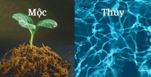 Mệnh mộc và mệnh thủy có hợp nhau không? Mệnh mộc và mệnh thủy có hợp nhau không?